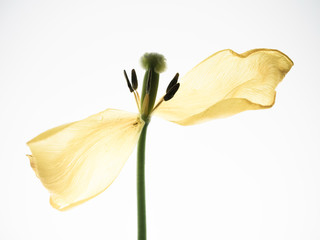 yellow tulip isolated on white background