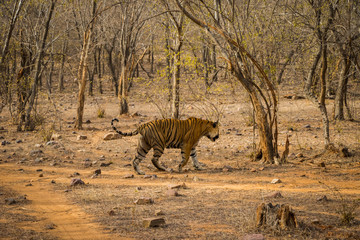 Fototapeta na wymiar A royal bengal male tiger on stroll for scent marking in his territory. roaming in jungle crossing road. A side profile of tiger at ranthambore national park, rajasthan india
