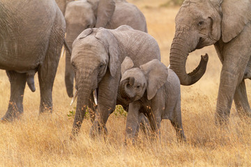 Two cute baby elephant calves (Loxodonta africana) having fun playing with trunk in Ol Pejeta...
