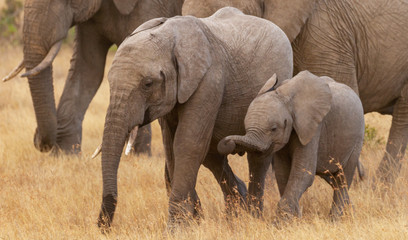 Two cute baby elephant calves Loxodonta africana playing happily in dry golden grass Ol Pejeta Conservancy Kenya East Africa temporal gland streaming african wildlife safari travel vulnerable species