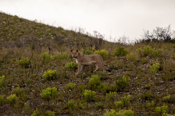 Beautiful, proud, slender female lion with gps localization collar walking free in south african private game reserve and safari