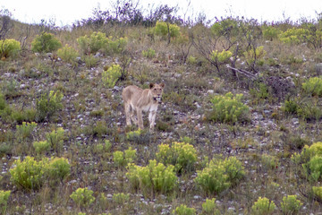 Beautiful, proud, slender female lion with gps localization collar walking free in south african...