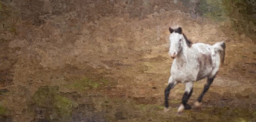 Running Paint Horse in Oil