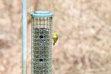 American Gold Finch on a Backyard Bird Feeder 