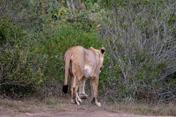 Beautiful, proud, slender female lion with gps localization collar walking free in south african private game reserve and safari