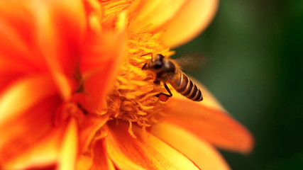 bee