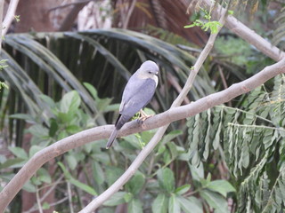 a bird (sayaca tanager)perched on branch of the tree 