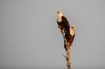 Fish eagles resting on a brach