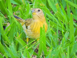 Beautiful yellow canary walking on the grass. Wildlife’s scenery. Animal’s scenery. Beautiful bird's scene in nature. 