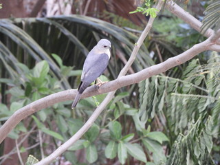 a bird (sayaca tanager)perched on branch of the tree 