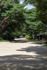 Perennial trees in a park area, deserted alley with shady places