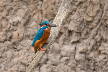 Common Kingfisher