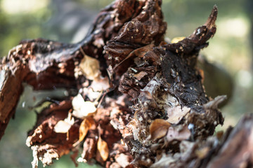 Strongly twisted root of a tree. Abstract background. Stock photo