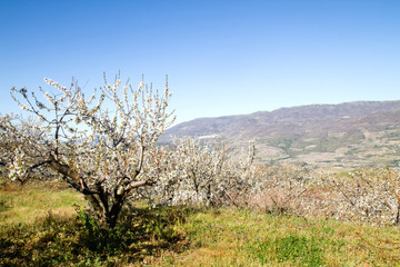 Springtime cherry blossoms in Valle del Jerte, Extremadura, Spain