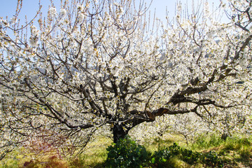 Cherry tree blossom in Valle del Jerte