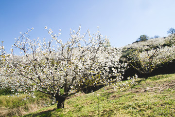 Cherry trees blossom in Valle del Jerte, Extremadura, Spain