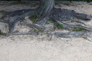 The powerful root system of the old tree, the roots that have co