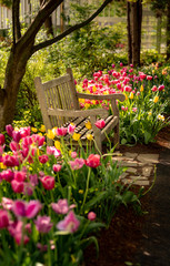 Garden Bench in Spring with Pink and Yellow Tulips