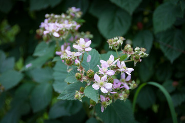 Fototapeta premium Flowering boysenberry plant on a branch in a garden