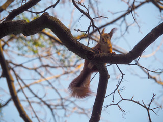 Fototapeta na wymiar Squirrel with a fluffy tail sits on a branch of a tree and looks somewhere