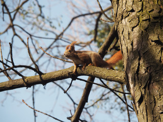 Furry squirrel sits on a tree branch and looks somewhere