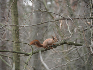 Furry squirrel runs somewhere around the branches of a tree