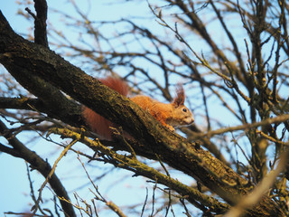 Red squirrel running on a branch in a tree