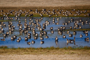 Huge crowd of migratory goose birds on flood land at field in countryside.