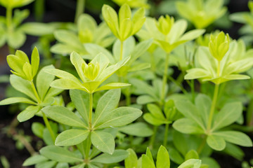 Nahaufnahme junge Waldmeister -Pflänzchen, Galium odoratum