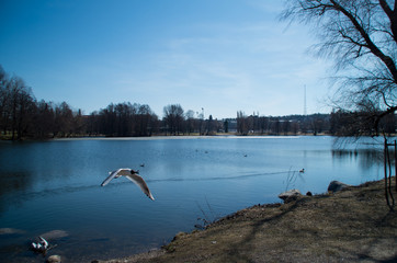 pondview in the spring
