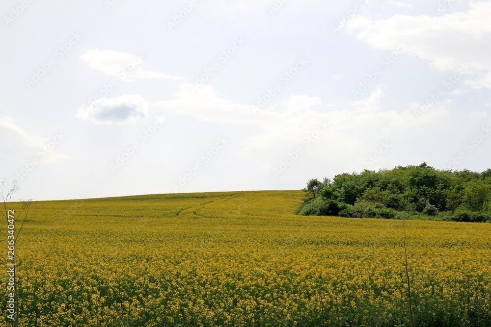 Wall mural a field of rapeseed in bulgaria