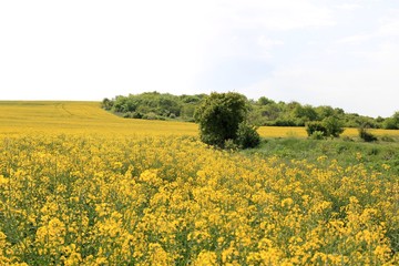 A field of rapeseed in Bulgaria