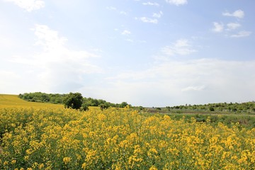 A field of rapeseed in Bulgaria