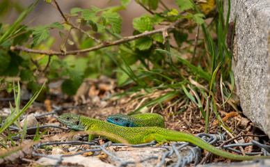 Green lizard couple