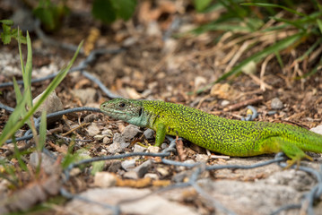 Green lizard