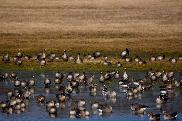 Huge crowd of migratory goose birds on flood land at field in countryside.