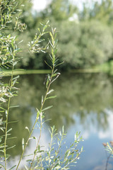 Beautiful summer landscape with pretty river and colorful trees. View of the sky with beautiful clouds. Stock photo