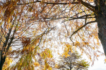 Taxodium distichum in fall color with red with orange leaves