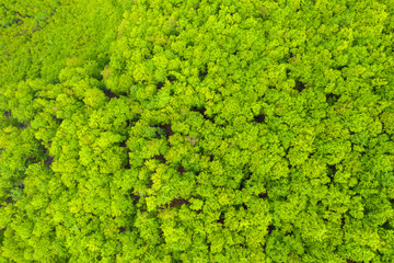 Aerial view of a dense green forest canopy