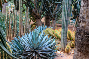 Plants in nature, in the natural environment. Cactus in the garden, park, under the open sky. Morocco