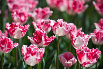 Tulips in garden in sunny day. Spring flowers. Gardening.