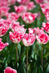 Tulips in garden in sunny day. Spring flowers. Gardening.