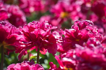 Tulips double in garden in sunny day. Spring flowers. Gardening. Variety Chato.