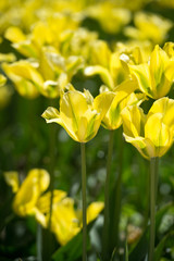 Naklejka na ściany i meble Tulips in garden in sunny day. Spring flowers. Gardening. 
