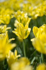 Obraz premium Tulips in garden in sunny day. Spring flowers. Gardening. 