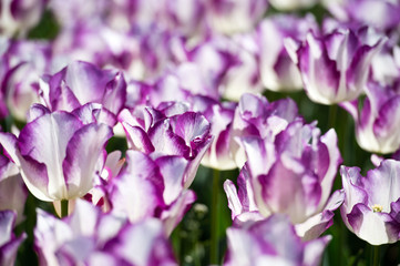 Tulips in garden in sunny day. Spring flowers. Gardening. 