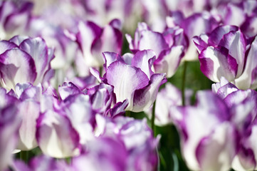 Fototapeta na wymiar Tulips in garden in sunny day. Spring flowers. Gardening.