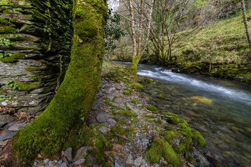 Dry stone walls and ancient trees covered with green moss