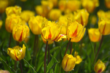 Fototapeta premium Tulips in garden in sunny day. Spring flowers. Gardening. 
