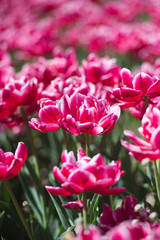 Tulips in garden in sunny day. Spring flowers. Gardening. 